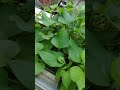 20260612我家陽台是菜園 雨後正是採收好時節