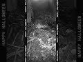 Happy Halloween! #halloween #ipswich #ipswichriver #racoons #minks #deer #beavers #wildlife