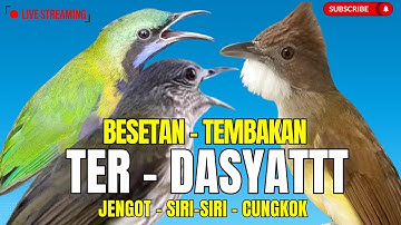 TEMBAKAN KASAR MEWAH 2025 || BESETAN JENGGOT - CUNGKOK KUNTI GEREJA TARUNG - TEPUS  ||