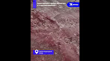 Водоросли окропили ледник красным цветом