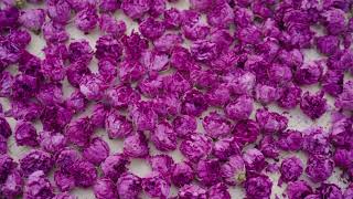 Vacuum Corollaedible Roses Roses That Can Be Consumed