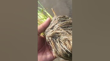 Cách tạo bộ rể cực khủng. nhìn bộ rể để bón phân đón đòng. bấm đăng ký xem video miễn phí