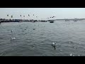 beauty of sangam view at prayagraj