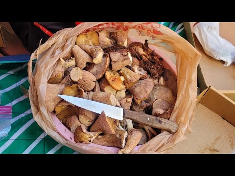 ผลสลากกินแบ่งรัฐบาล วันที่ 1 พย. 2567