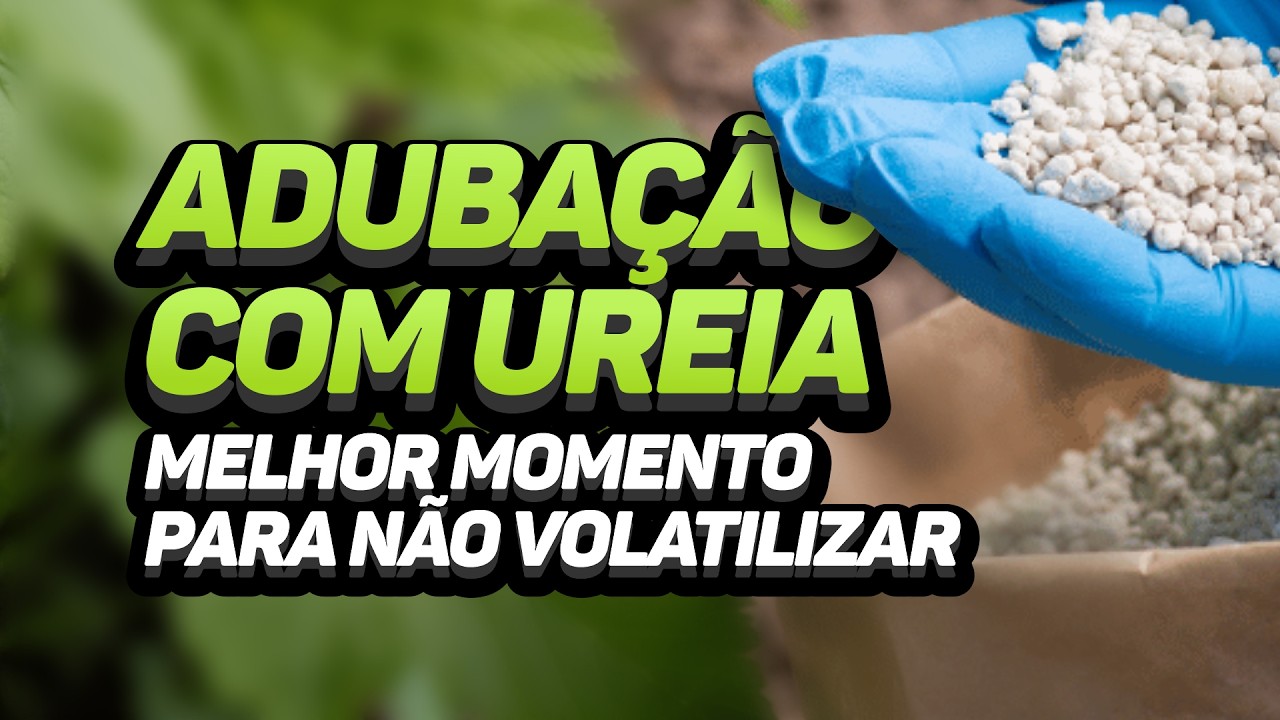 ADUBAÇÃO COM UREIA - MELHOR MOMENTO PARA NÃO VOLATILIZAR