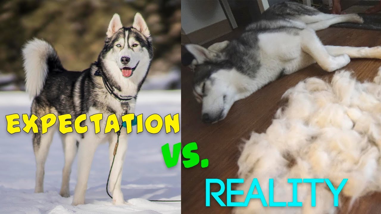HUSKIES reality vs expectation | 