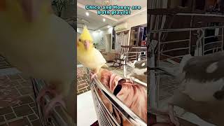 Chico And Honey Are Both Playful cockatiel shorts