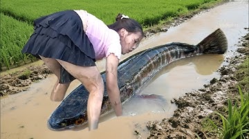 Harvesting Wild Big Fish with Ancient Techniques: Catching Giant Snakehead Fish by Bare Hands | LISA