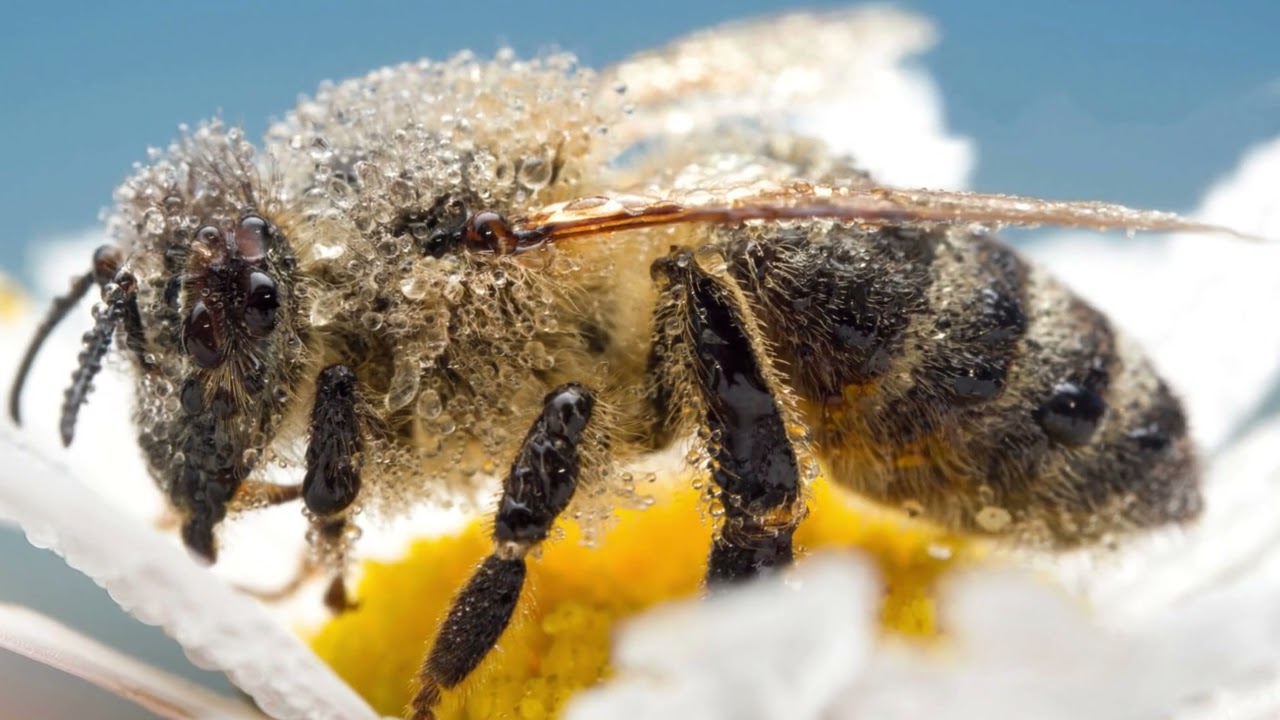 Discover the extraordinary world of bees
