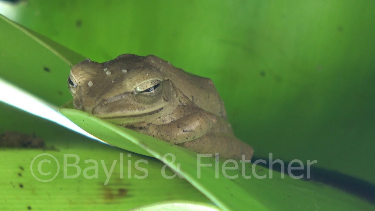 Four-lined tree frog, Malaysia. 20190206_120000.uhd