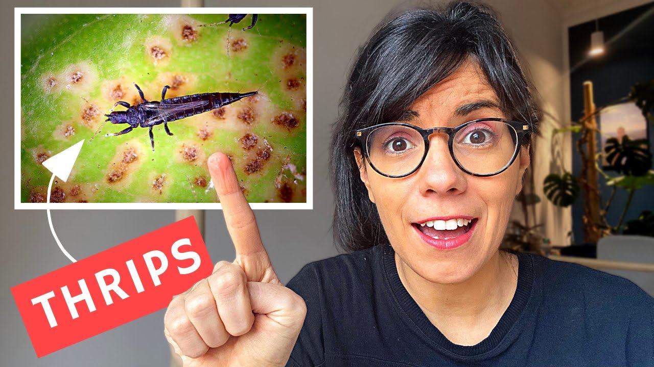 ИЗБАВЬТЕСЬ ОТ ТРИПСОВ (и убедитесь, что они никогда не вернутся)