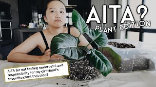 AITA #1 - lets read plant stories and judge them π΅
ive been wanting to introduce this series to the channel for awhile now and am hoping you guys are as into it as i am! if you havent heard of AITA (am i the a-hole), its a popular reddit topic where people share their stories and ask people whether they were or werent the a-hole, and people chime in and share their thoughts. also just to preface, the only reason i feel comfortable publicly judging these situations / people is because theyve literally asked you to via a public forum i would never do this if this wasnt the case specifically just to be clear! also, i was a week and a few days post dental surgery in this video and am currently recovering from an infection, so my face is a bit puffy and lopsided FYI π
let me know in the comments your thoughts on the stories!! but please keep things respectful βπΌ
story 1 - AITA for demanding a new plant from my mom after she broke it from vacuuming
story 2 - AITA for not taking care of my sisters plants
story 3 - AITA for taking back a plant someone else saved?
story 4 - AITA for complaining about my apartment neighbours plant?
story 5 - AITA for not feeling remorseful or responsible for my gfβs favourite plant dying?
story 6 - AITA for getting my coworker fired over a plant?
story 7 - AITA for not watering my gfβs plants while she was away?
β οΈ All clear vessels are from thrift stores! β οΈ
γ°οΈ
MENTIONS:
β amanda: https://www.instagram.com/bunny /
β great white myco: https://amzn.to/42y426H
β chalk at the park storytime: https://youtu.be/DCTKHeTj1j4
γ°οΈ
0:00 intro
4:36 plant roster
17:11 AITA #1
29:50 AITA #2
41:28 AITA #3
54:23 AITA #4
1:01:01 AITA #5
1:12:08 AITA #6
1:19:52 AITA #7
1:30:26 outro AITA #1 - lets read plant stories and judge them π΅