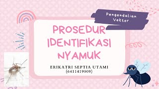 Prosedur Identifikasi Nyamuk - Pengendalian Vektor, Ilmu Kesehatan Masyarakat UNNES