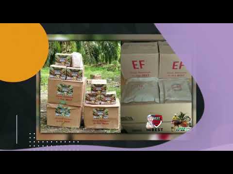 Cara Pemupukan Pillow Slow Release pada Tanaman Mangga | PT.Best Corporation