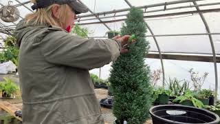 CREATING A SPIRAL TOPIARY