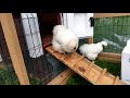 Silkie Chickens First Time Using Their New Ramp