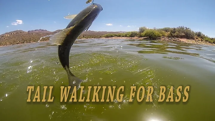 How to Tail Walk a worm with Gary Senft