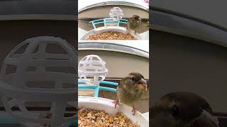 Sparrows at the Feeder #sparrows #birdwatching #netvue – Bird Cam #188