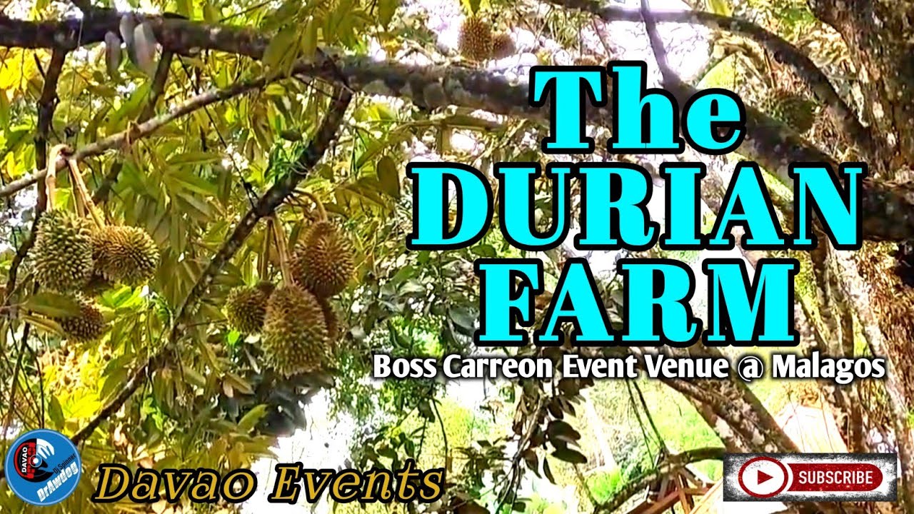 The Durian Farm | Boss Carreon Event Venue (Malagos, Davao City