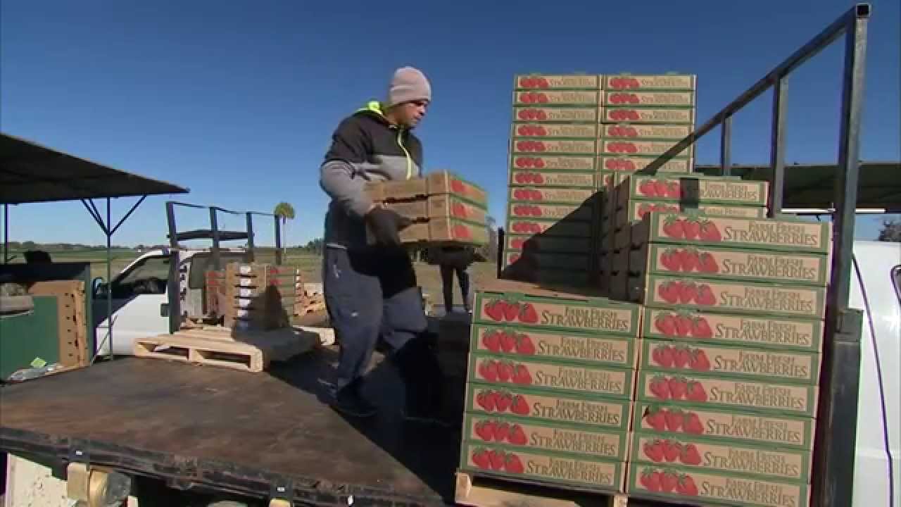 Strawberries Packing YouTube