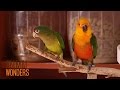 What's a Conure?