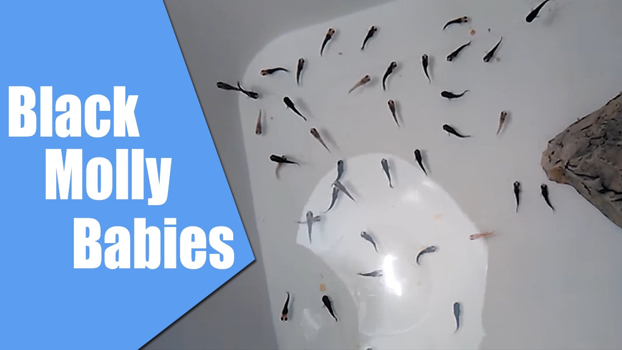 Black Molly fry Blek Moli malci YouTube