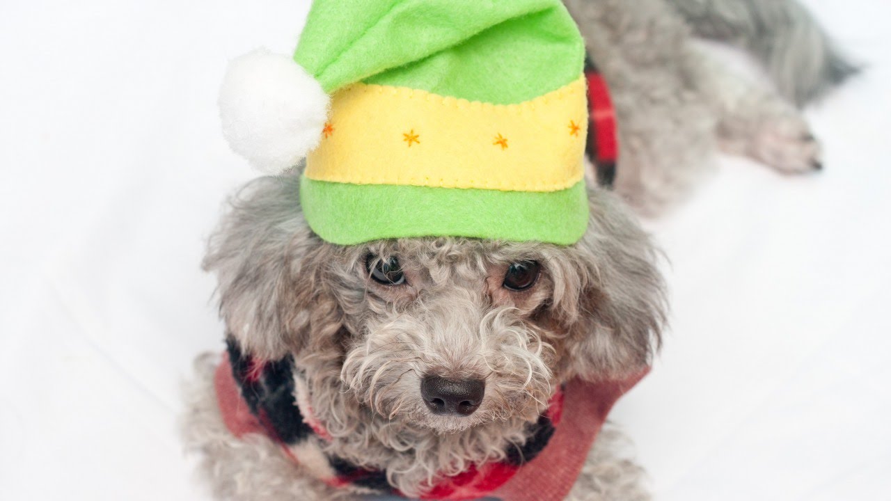 Sew a Perfect Dog Elf Hat - DIY Crafts - Guidecentral