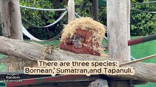 Beasts of the World Episode 14: Orangutans!