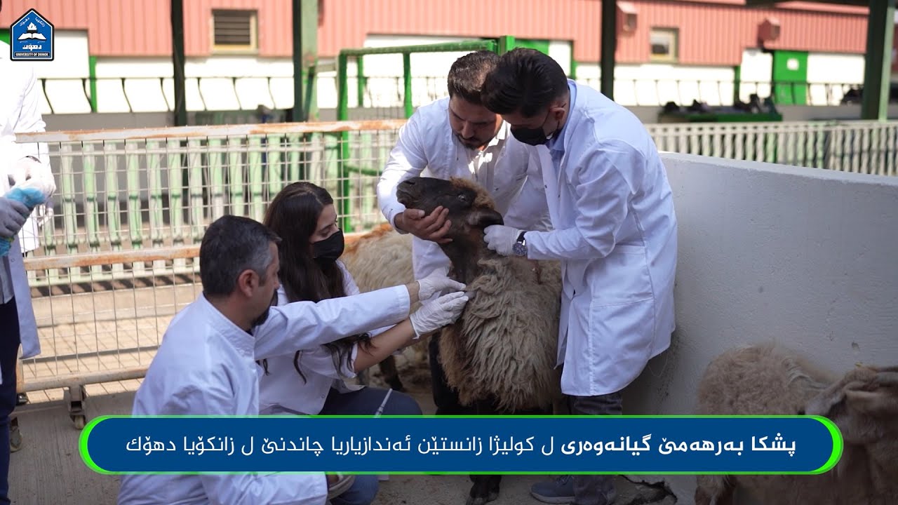 پشکا بەرهەمێ گیانەوەری ل کولیژا زانستێن ئەندازیاریا چاندنێ ل زانکۆیا دهۆک