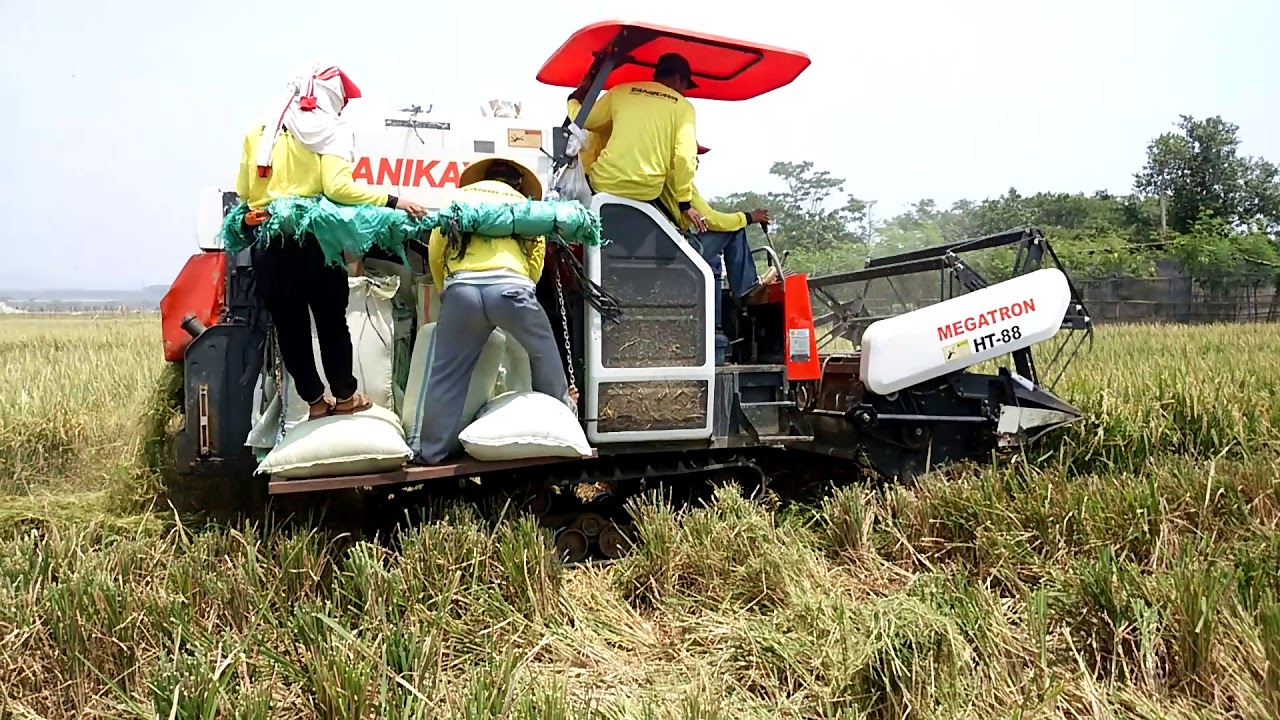 proses pemotongan padi/tani kaya HT-88