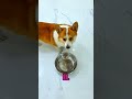 ¿Perro con un hacha? #divertido