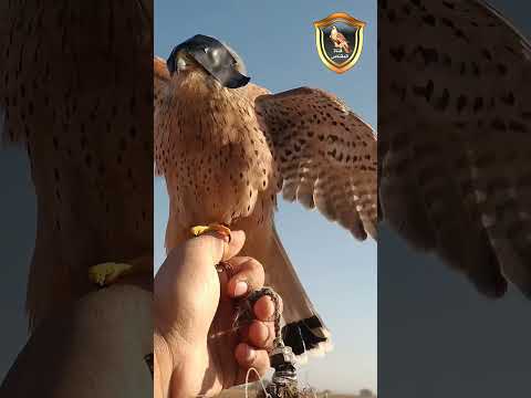 صيد الباشق بالنكل احتراف صنع النكلية بثواني يتم طرح الصقور لمسة 