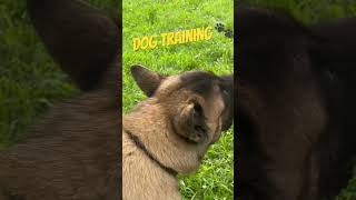 American Akita  | Dog training | #americanakita #dogshorts #dogtraining #doglover #dog