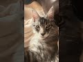 Sweet dreams 💤💤💤 cat#sleep#cute#pets #funny #mainecoon#relaxing