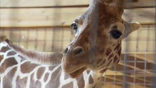 Name of April the Giraffe's baby revealed on 'GMA' screenshot 2