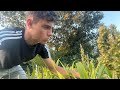 LE RETOUR ! Dernière Exploration du sorgho avant sa récolte en octobre !!😝-2024