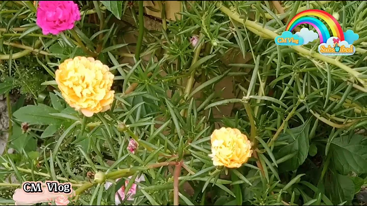 Philippines Vietnam Rose |Cynthia Mendoza Official