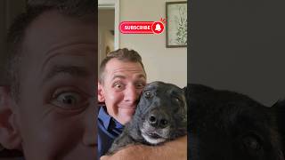 Can I Pet that DOG!? Belgian Malinois #funny #dad #dog #dogs #malinois #dutchshepherd #k9 #fyp #pet