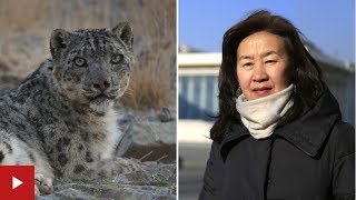 How One Woman Saved the Snow Leopards by Beating Mining Giants !!! by Campers Mongolia Монгол Аялагчид 11,279 views 5 years ago 9 minutes, 2 seconds