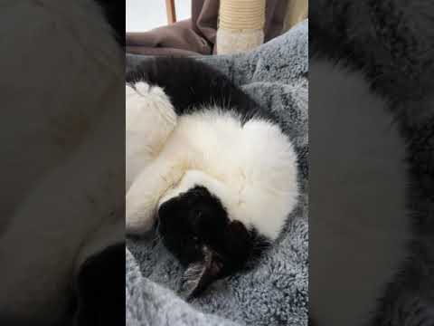 高齢猫の睡眠 - a senior cat is sleeping - #Shorts