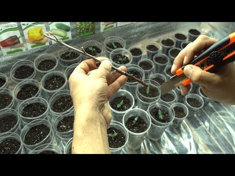 КАК УКОРЕНИТЬ СМОРОДИНУ