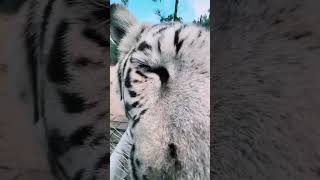 White Tiger Up Close