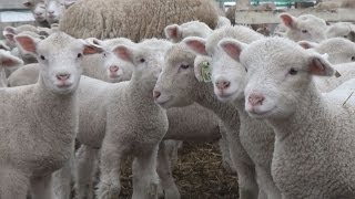 ヒツジの出産ピーク 北海道恵庭市のテーマパーク