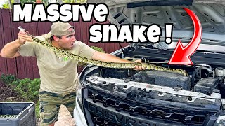 Pulling Massive Python Out Of Car Engine ! What Happens ?!