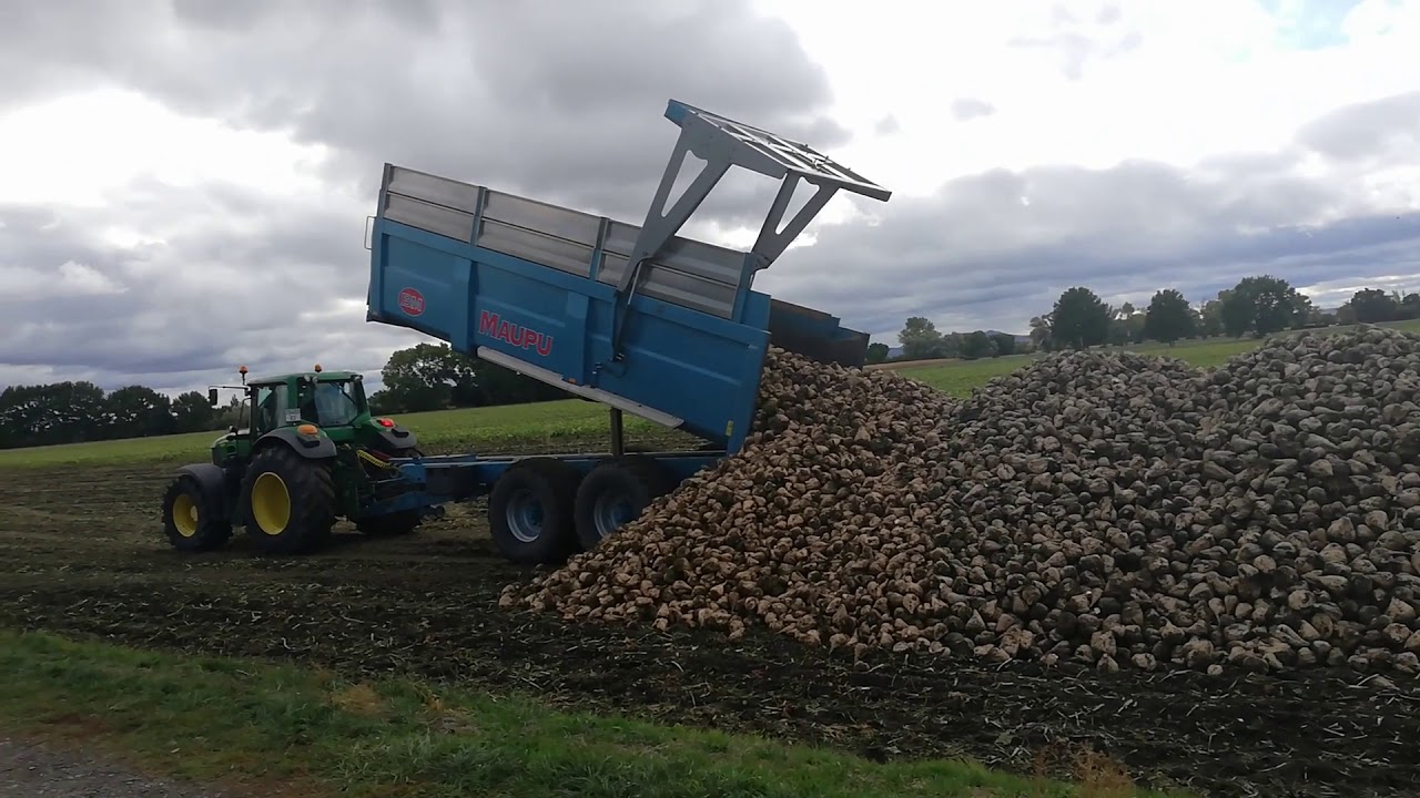 Ramassage de Betterave sucrière ! YouTube