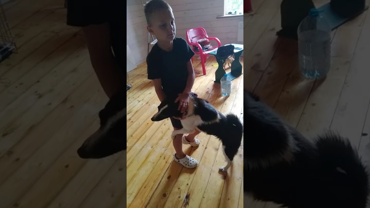 Yashma Adoptera en hund Hund Adoption och omplacering YouTube