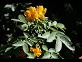 Hennè Neutra (Cassia Italica e Planta Medica) - Doni della Natura
