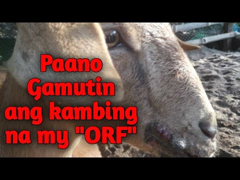 GAMOT SA ORF