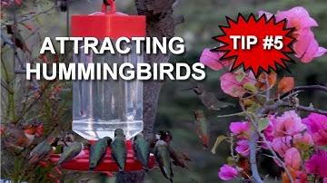 How to Attract Hummingbirds to your Feeders: Provide Perches - TIP #5