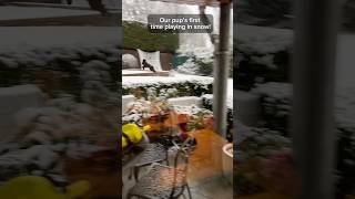 Puppy plays in snow for first time! #shorts